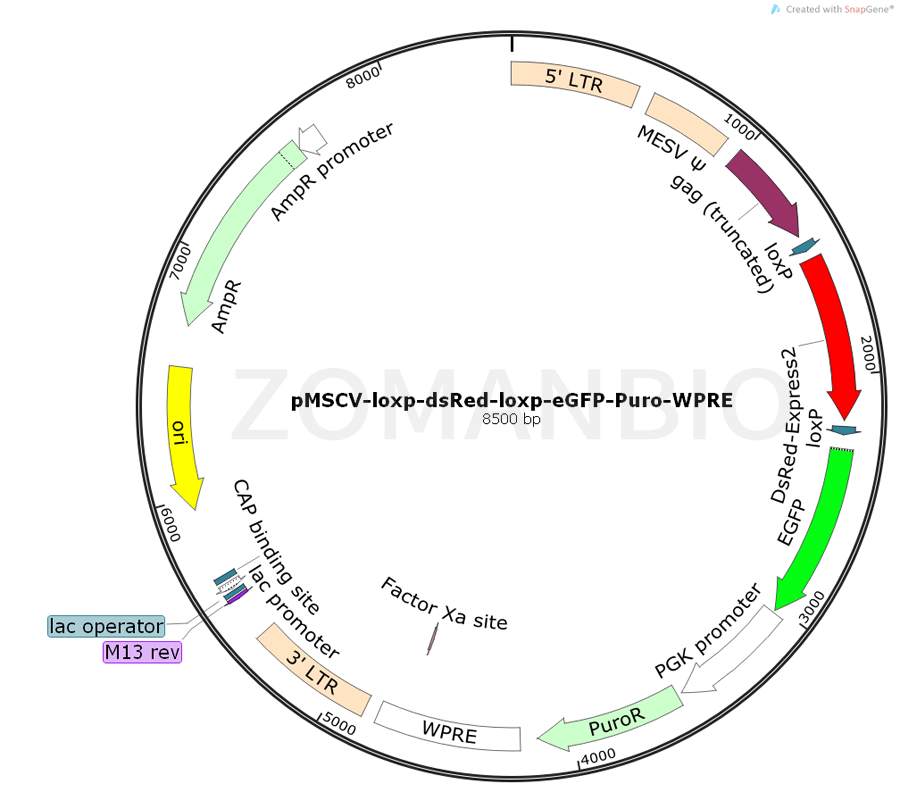 ZK740pMSCV-loxp-dsRed-loxp-eGFP-Puro-WPRE.png