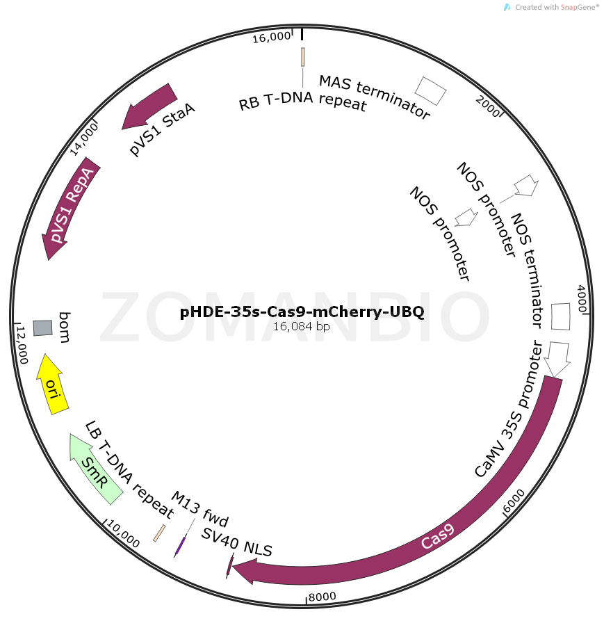 ZK907pHDE-35s-Cas9-mCherry-UBQ.png