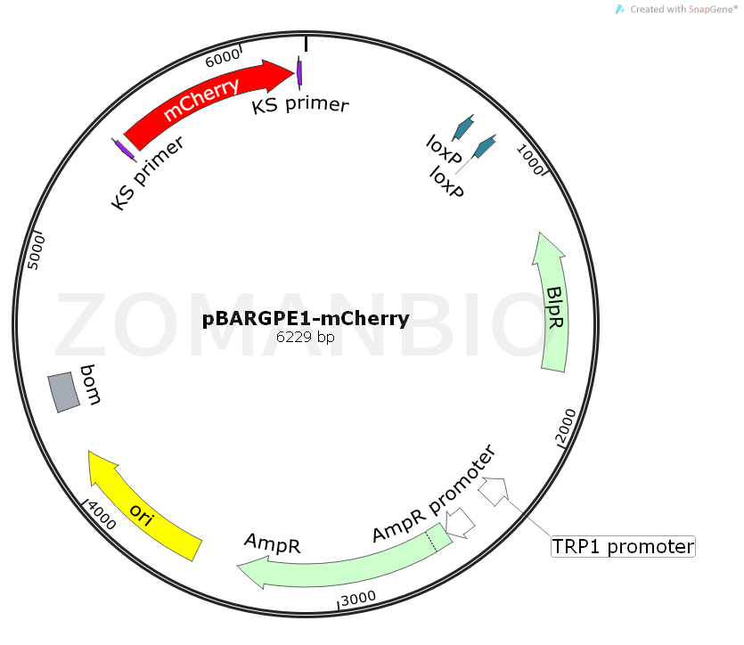 ZK1066pBARGPE1-mCherry.png
