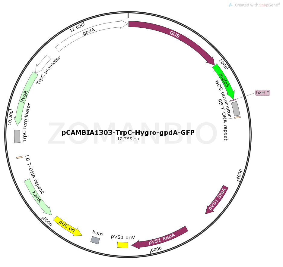 ZK1077pCAMBIA1303-TrpC-Hygro-gpdA-GFP.png