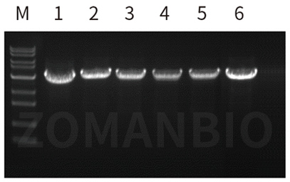 23.2.24 ZT213圖3.jpg