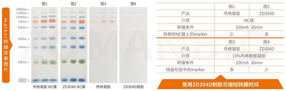 2019.12.23蛋白 ZD304D-YY.JPG